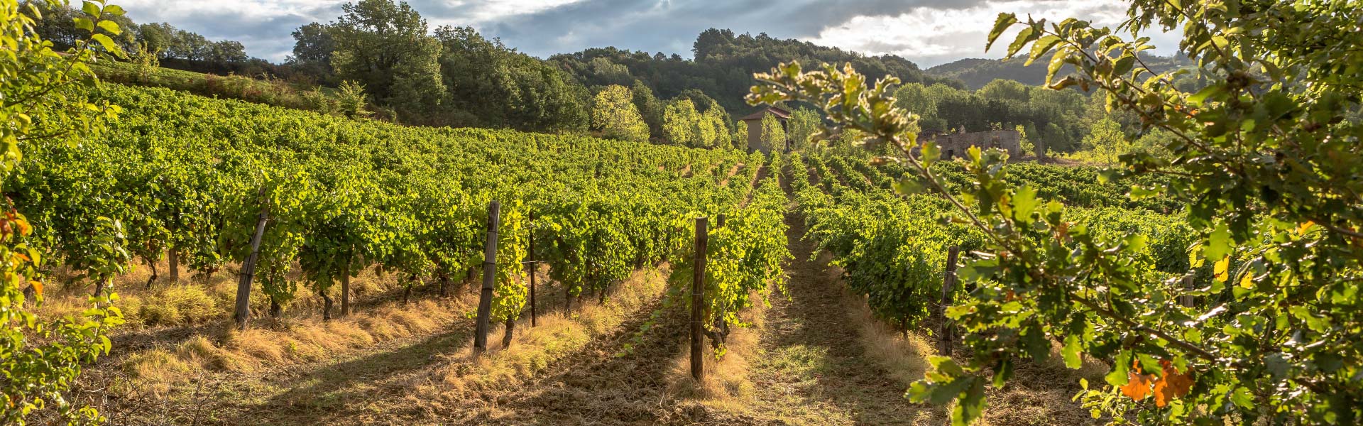 Vini Tenuta La Giustiniana - GAVI Alessandria