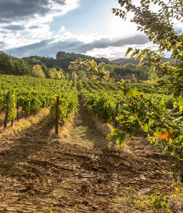 Vini Tenuta La Giustiniana - GAVI Alessandria