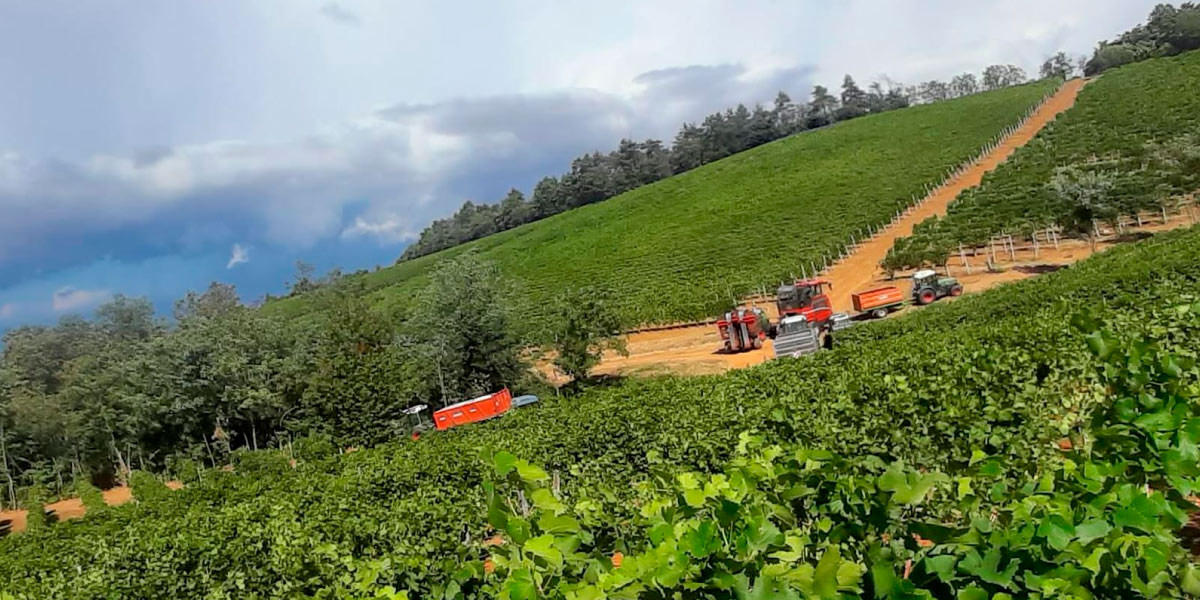 Vigneti - Tenuta La Giustiniana - GAVI Alessandria