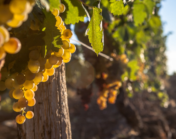 Vigneti - Tenuta La Giustiniana - GAVI Alessandria