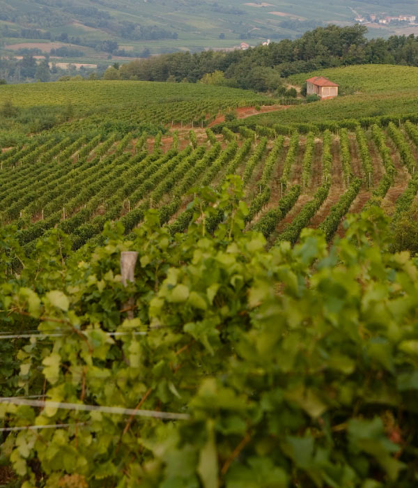 Vigneti - Tenuta La Giustiniana - GAVI Alessandria