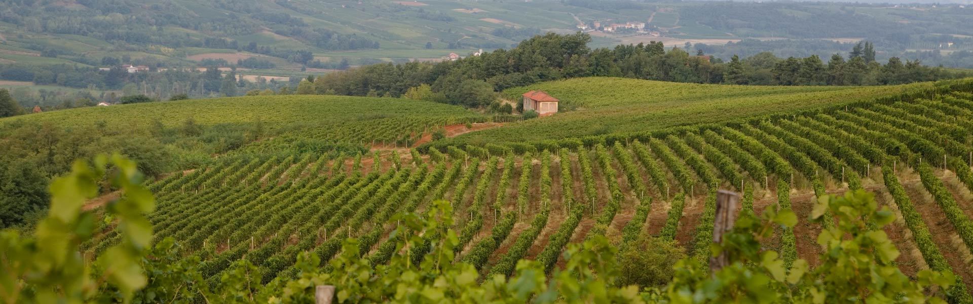 Vigneti - Tenuta La Giustiniana - GAVI Alessandria