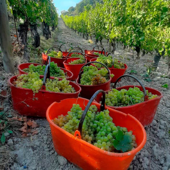 Valori - Tenuta La Giustiniana - GAVI Alessandria