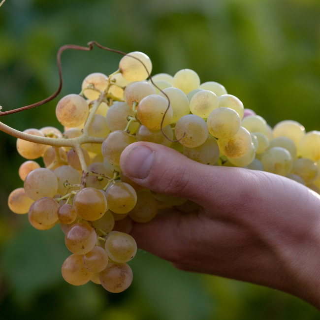 Valori - Tenuta La Giustiniana - GAVI Alessandria