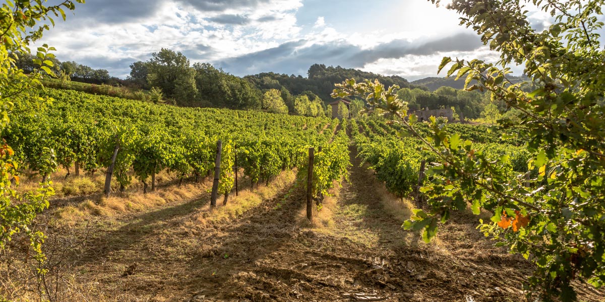 Valori - Tenuta La Giustiniana - GAVI Alessandria